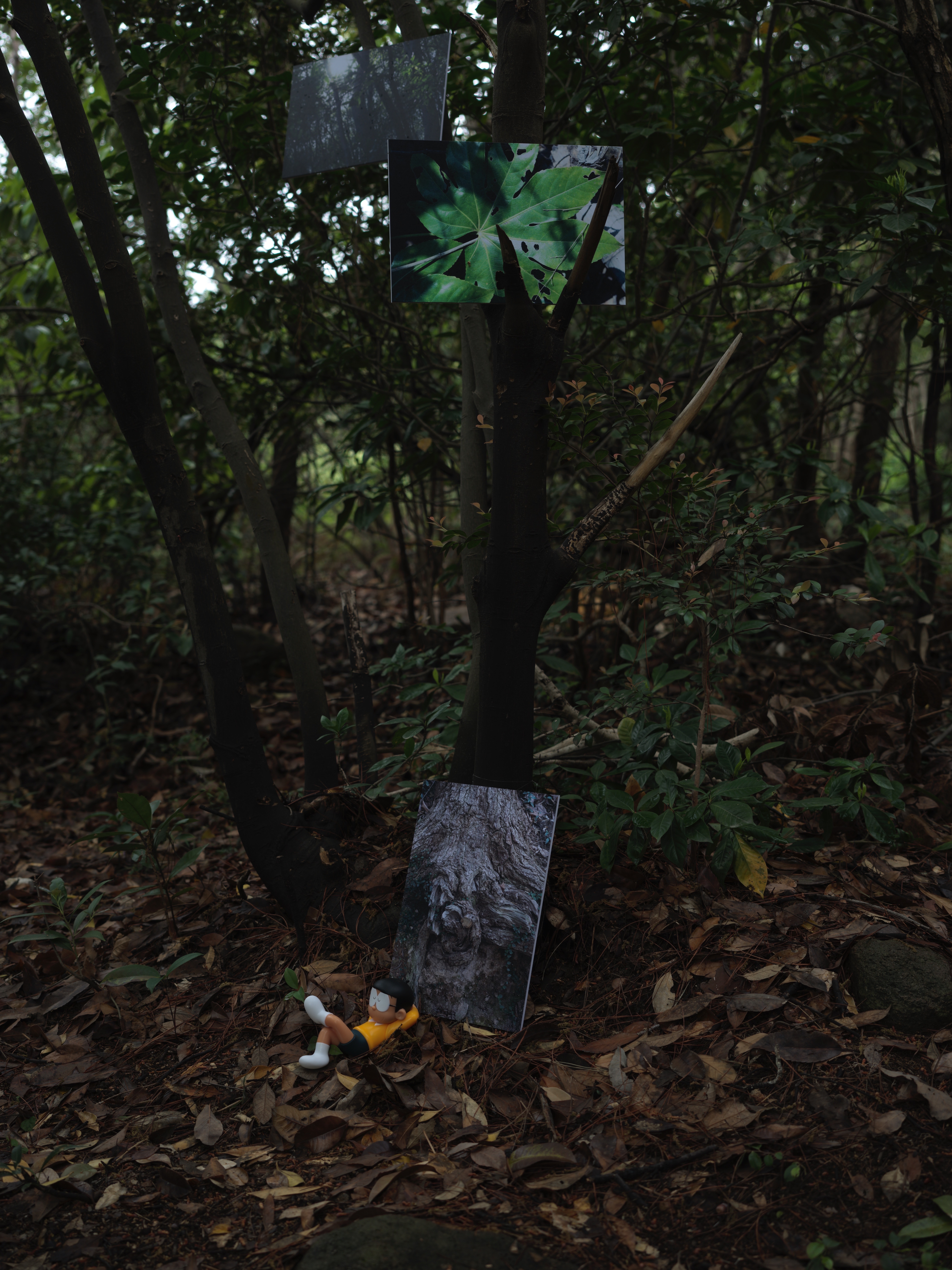 Photographs installed in the woods